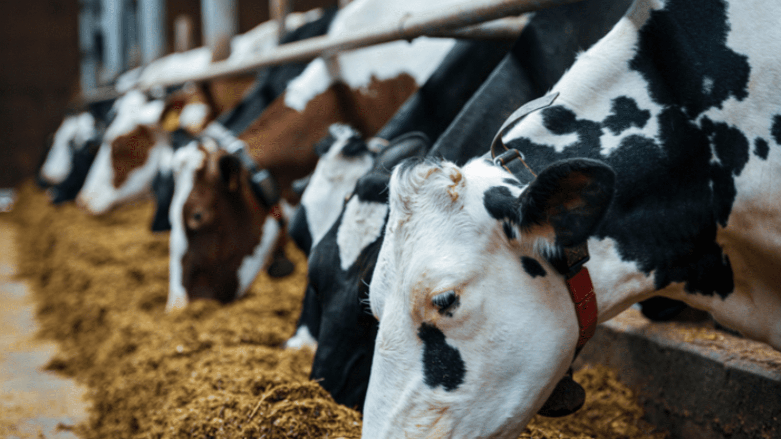 Thumbnail for Global feed industry to utilize 1,048M tonnes of grains in 2024/25: IGC